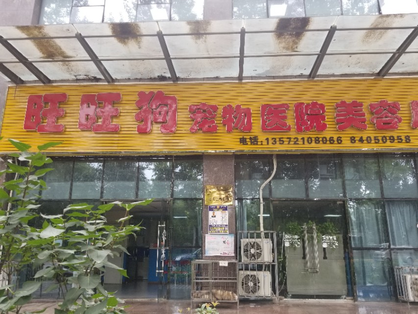 泰迪幼犬得细小了还能救活吗,泰迪幼犬得了细小治愈的可能性