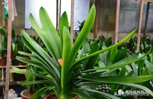 君子兰这样浇水,叶绿花大色更艳,一年能长6片叶