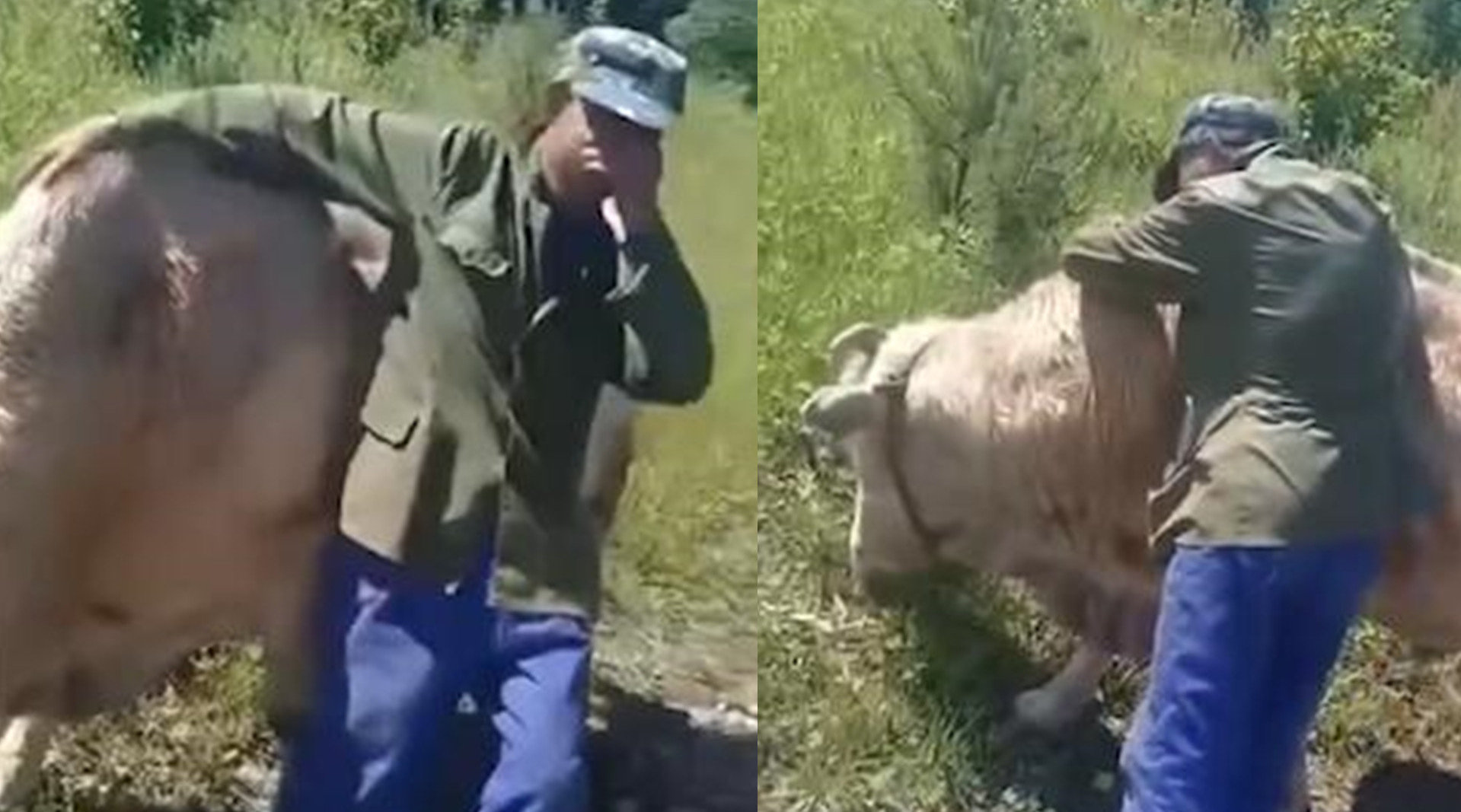 贩牛路之达美和它的牛