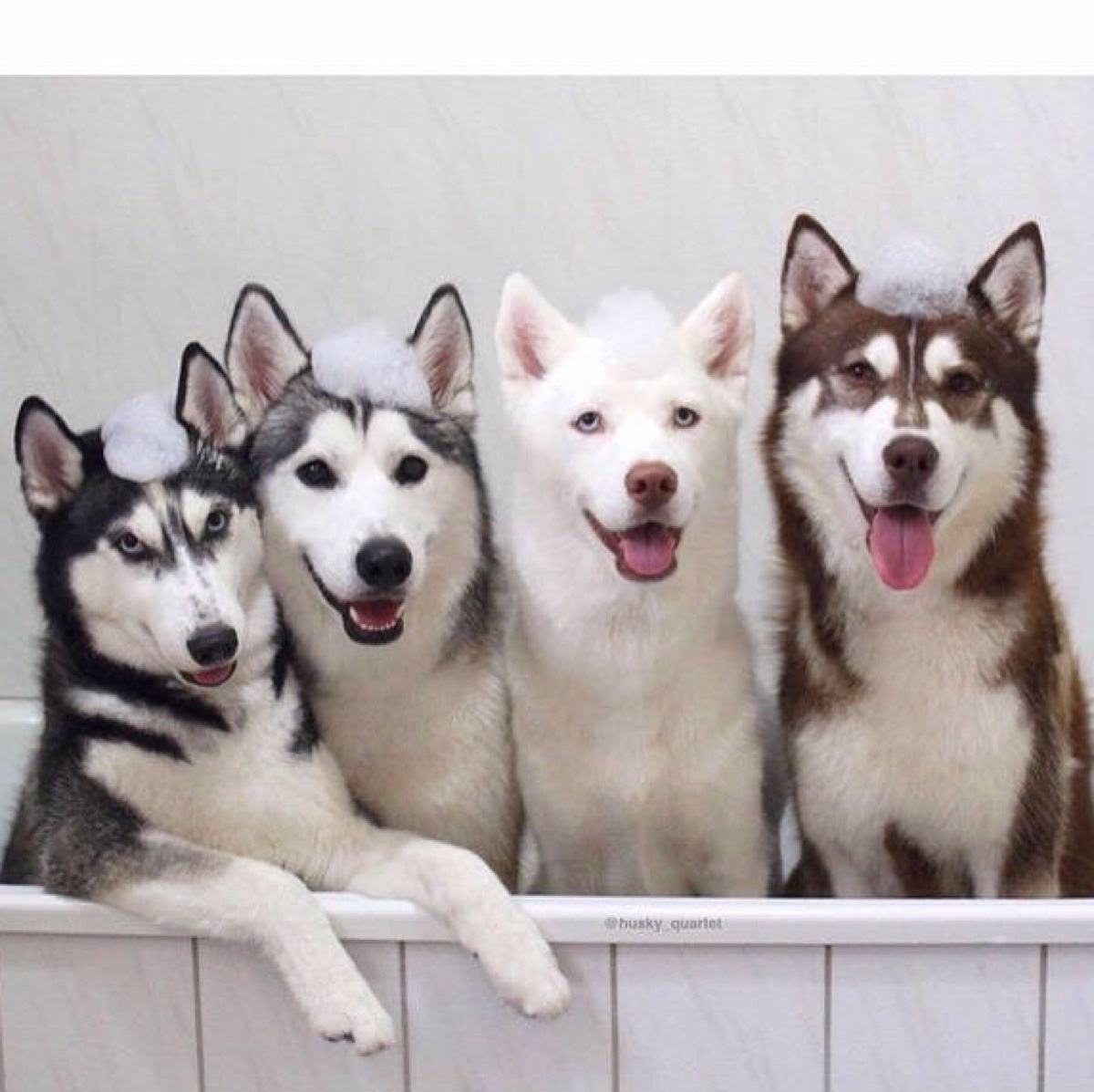 发育时期的狗狗吃什么狗粮,喂养狗狗用狗粮还是肉