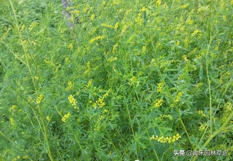 适合盐碱地的植物有哪些,绿化草耐旱品种