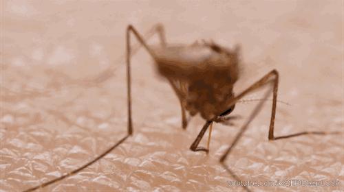 青草膏驱蚊止痒泰国正品,泰国进口青草膏居家旅游必备