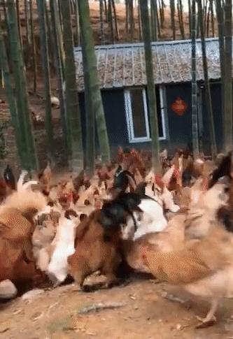 抖音同款投屏器,抖音开播神器全套声卡