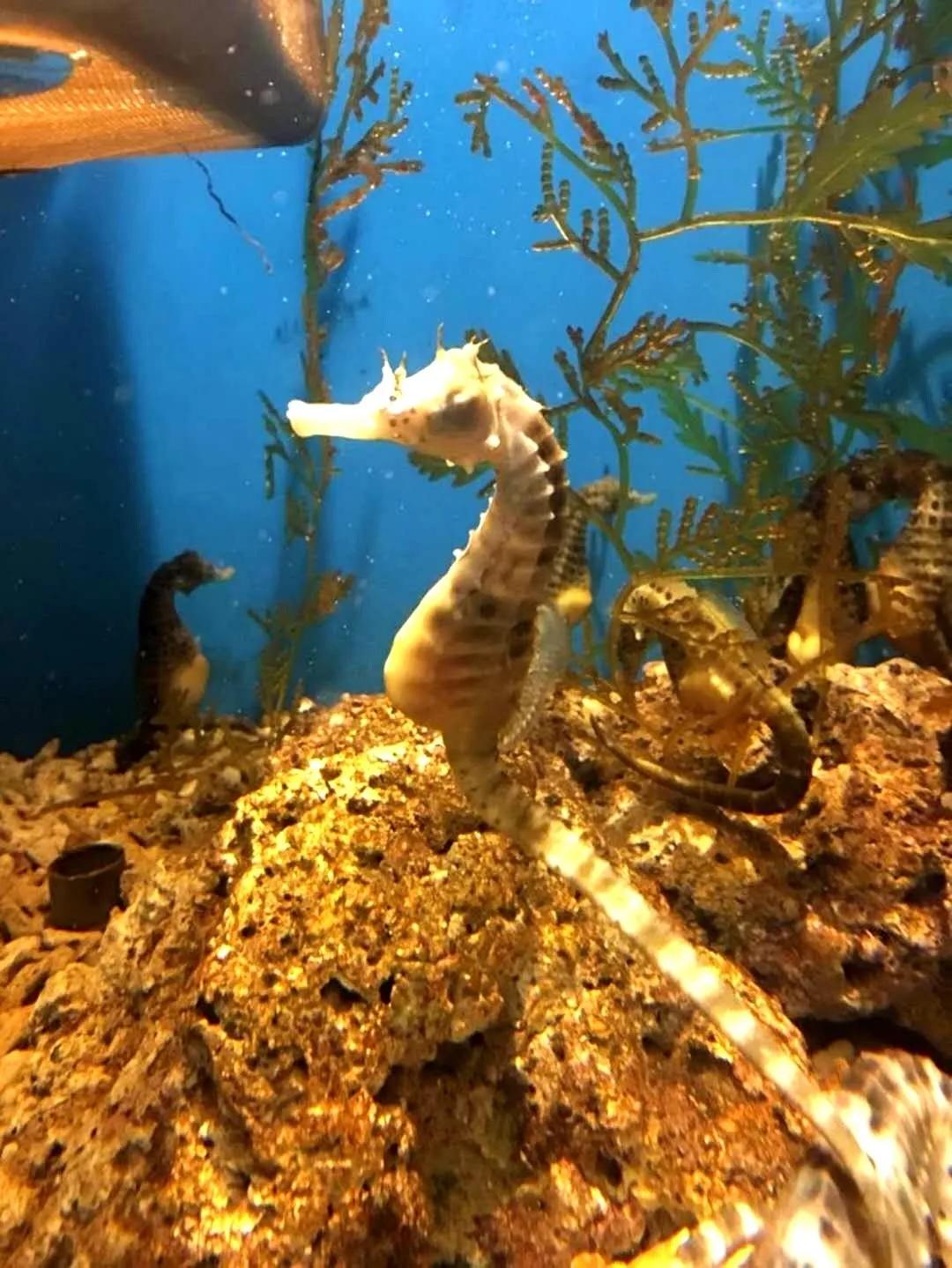 海底世界搬到自己家,海底世界聊城入园