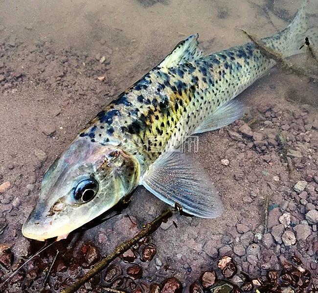 名贵的六种鱼你吃过几种,20种名贵海鱼
