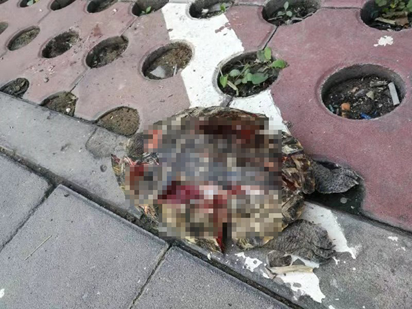 北京高空坠物最新消息,顺义高空坠物