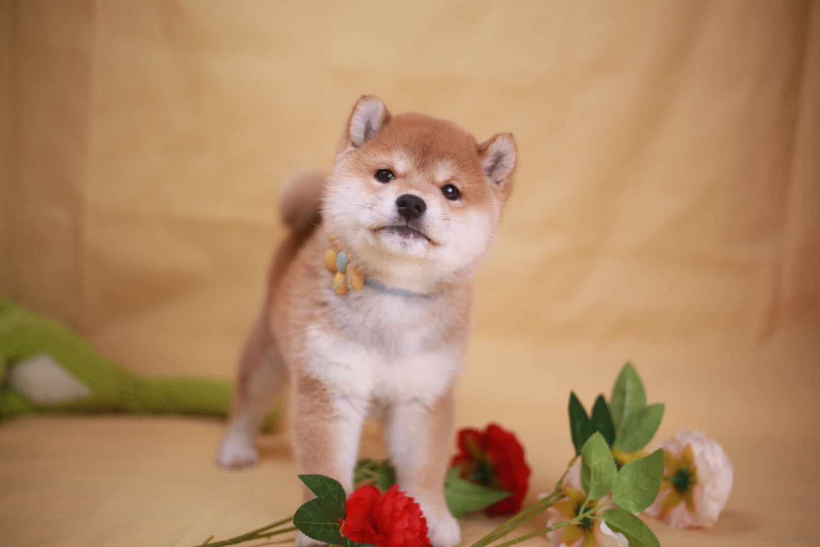 柴犬法斗柯基,法斗犬好还是柯基犬好