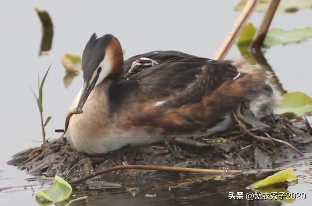 刚出生的鱼宝宝很大,刚生出来的鱼宝宝不怎么动呢