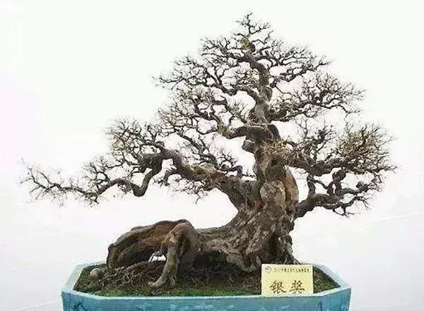 古朴自然盆景欣赏,造型极美的盆景一起来欣赏