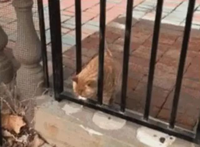 为啥猫是液体的,猫咪是液体猪吗