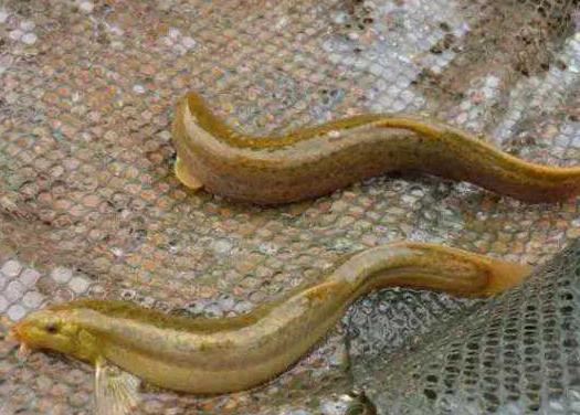 藕田养殖泥鳅存活率,泥鳅池塘种植技术和管理