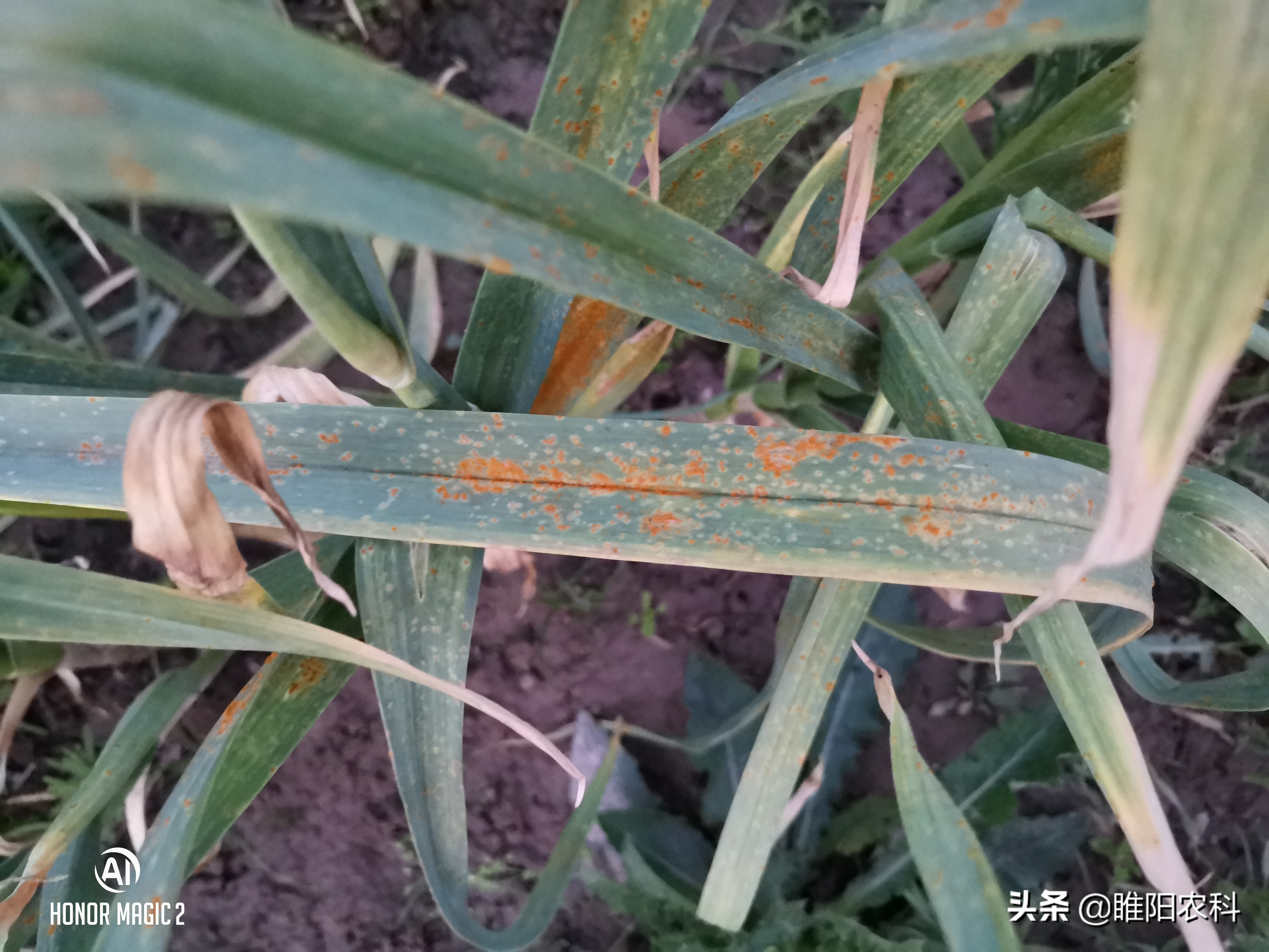 大蒜鳞茎膨大期早衰怎么办,大蒜生长后期有什么病