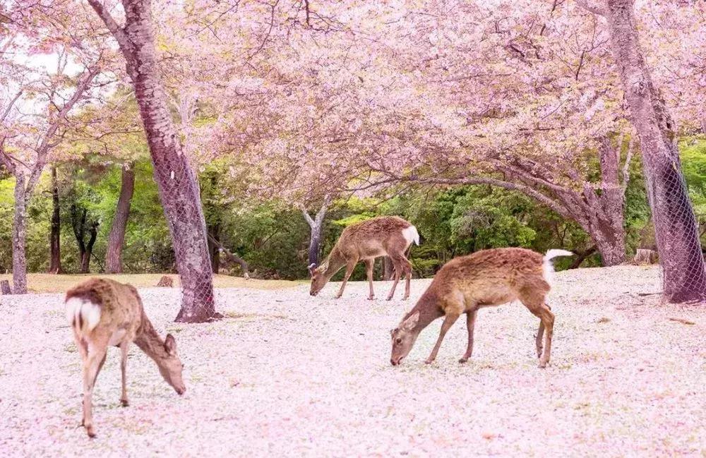 奈良鹿为什么讨要仙贝,日本奈良公园非常有礼貌的梅花鹿