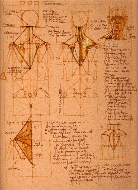 透视表现空间的基本方法,透视解剖学原理书籍