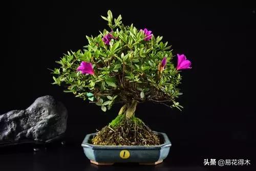 购买花卉遇到哪些坑,购买花卉盆景如何避免被骗