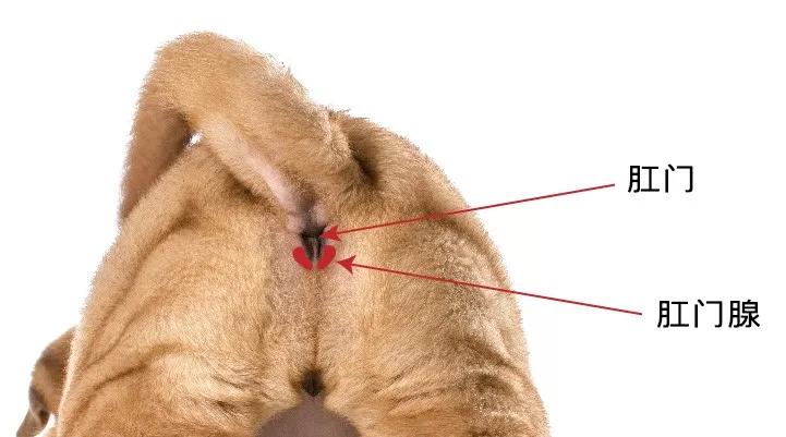 狗狗身上有异味脚还臭咋回事,狗狗身上有异味跟狗粮有关系吗