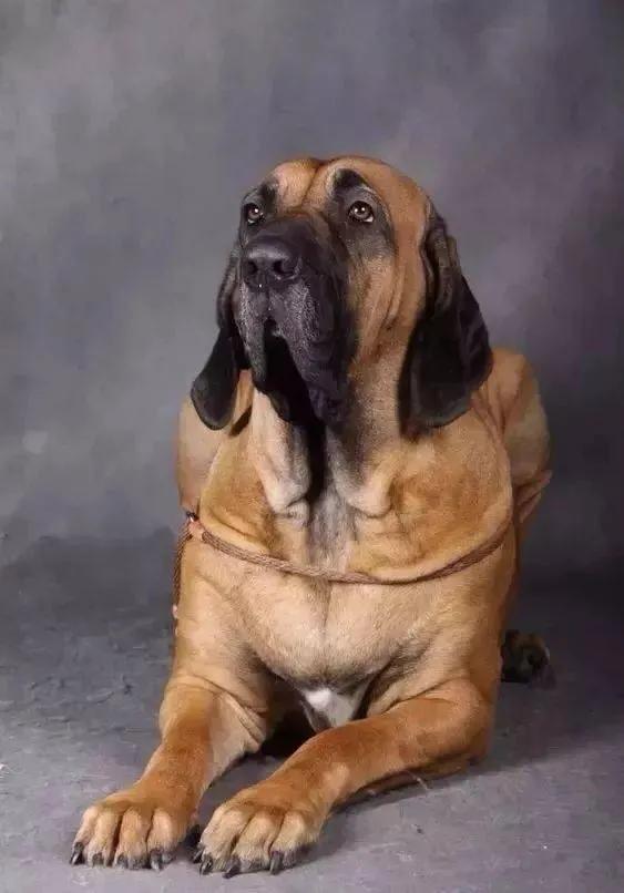 世界各国大型猛犬排名,世界各国猛犬排名