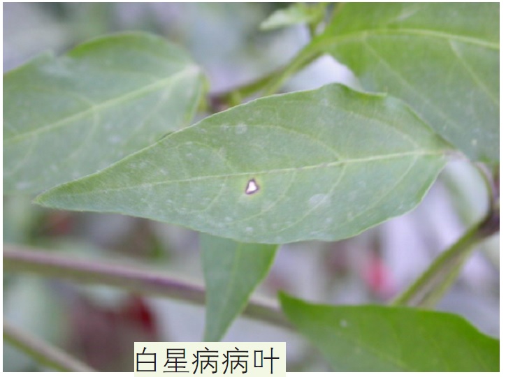 辣椒夏天高温用什么药防治,辣椒白星病用什么药