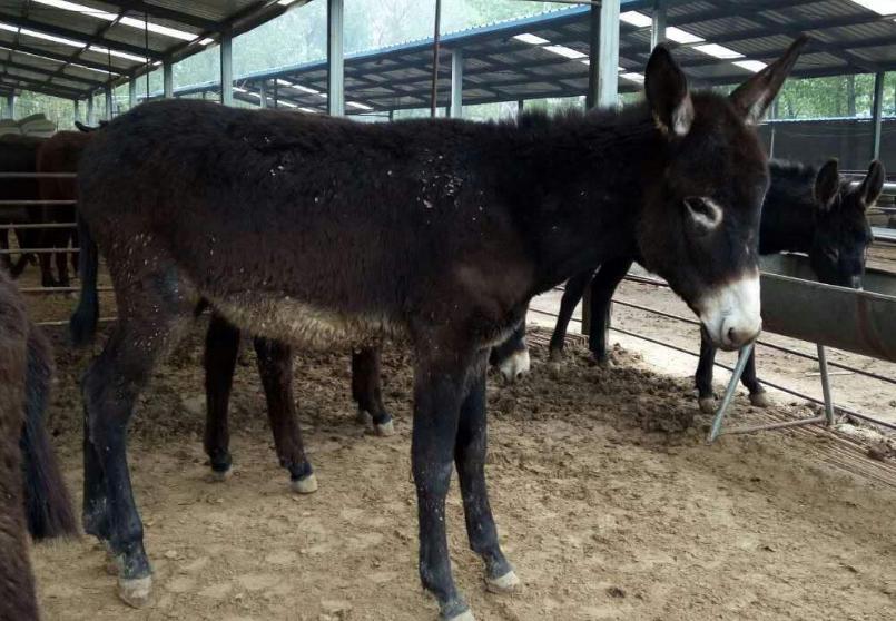 养驴虽然是件简单的活,但也有一些注意事项需知道,答案在这里