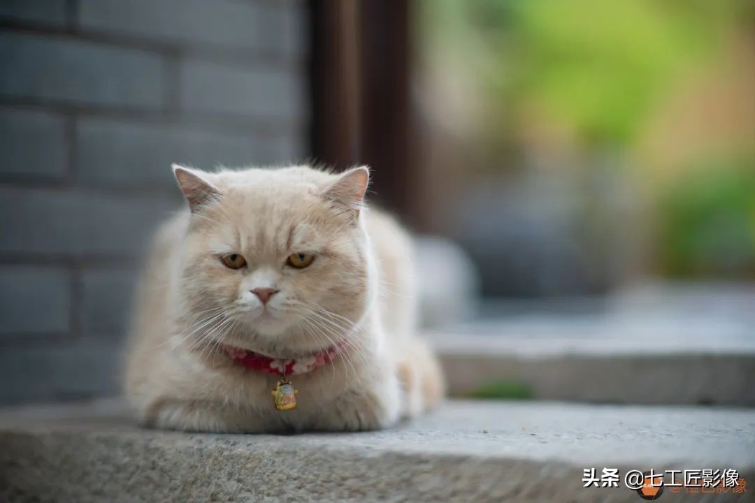 七工匠75mmf1.25夜神人像镜头,七工匠75mmf1.25参数