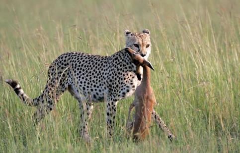 速度之王捕猎视频全集,速度之王捕猎