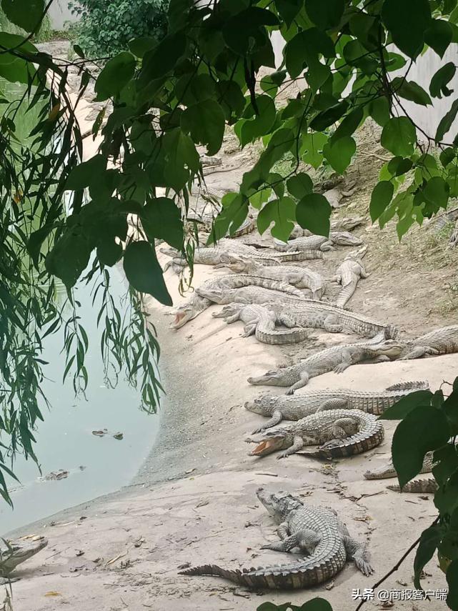 湖南稻湖生态农业开发有限公司,湖南白云生态农业