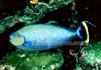 十大最好看的观赏鱼图片大全,十种最漂亮的观赏鱼图片