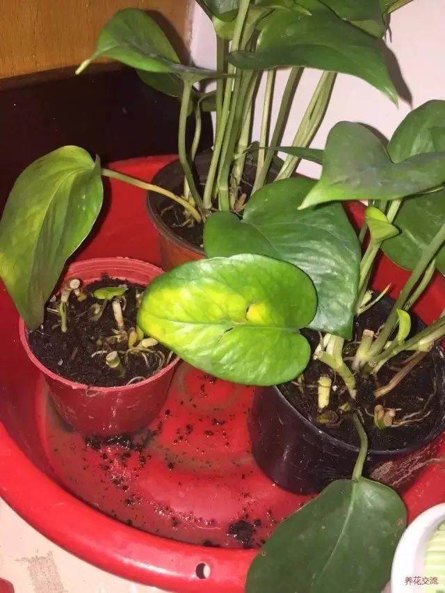 怎么判断花卉叶片变黄的原因,花卉开花时叶子变黄怎么办