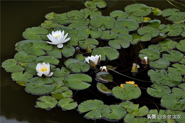 白睡莲怎么种植,养睡莲的方法和注意事项