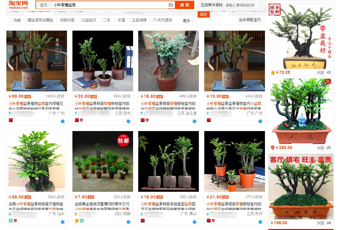 真假小叶紫檀盆景鉴别图,你的小叶紫檀还好吗