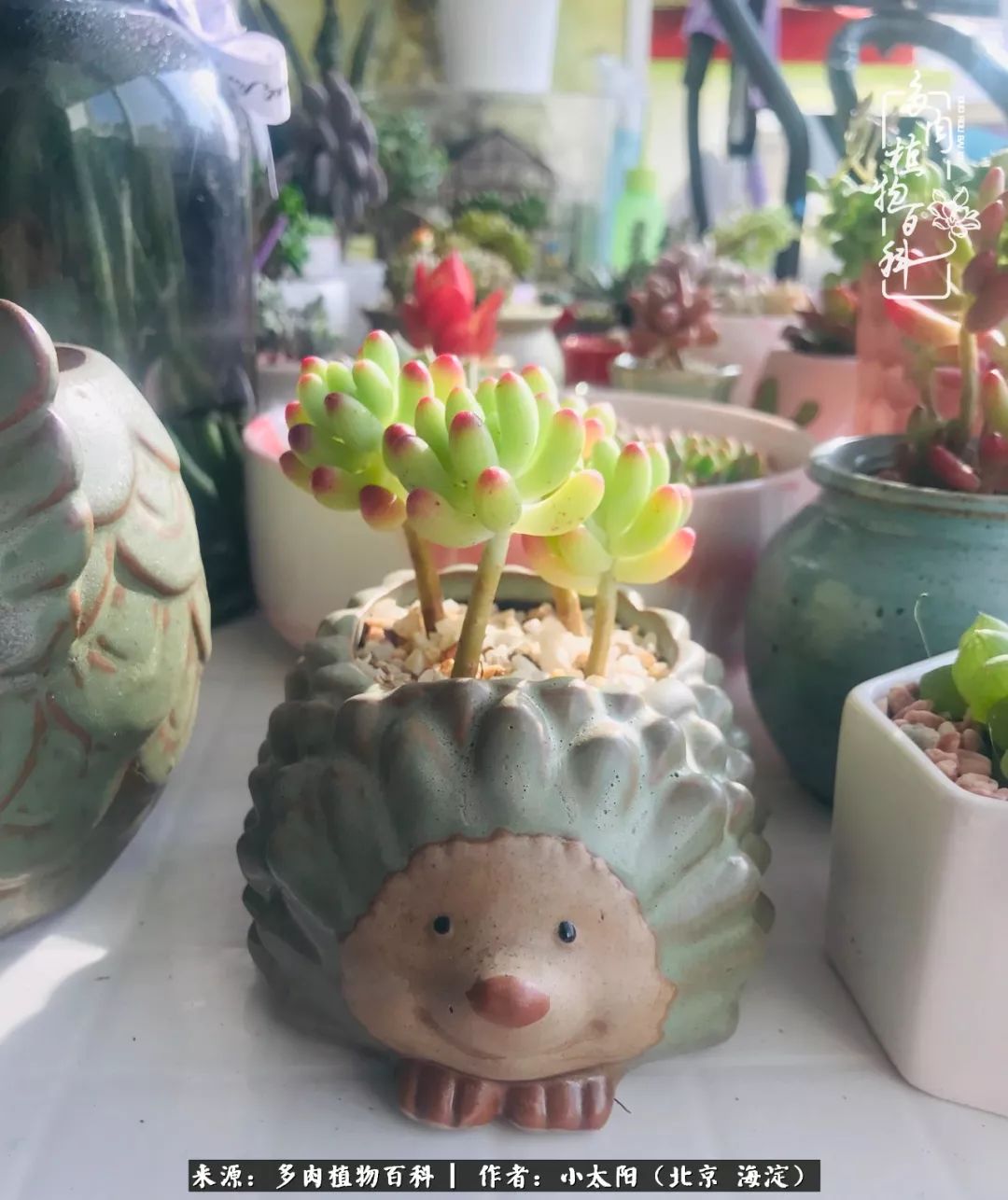 来自多肉的顽强生命力,与多肉朝夕相伴的美好时光