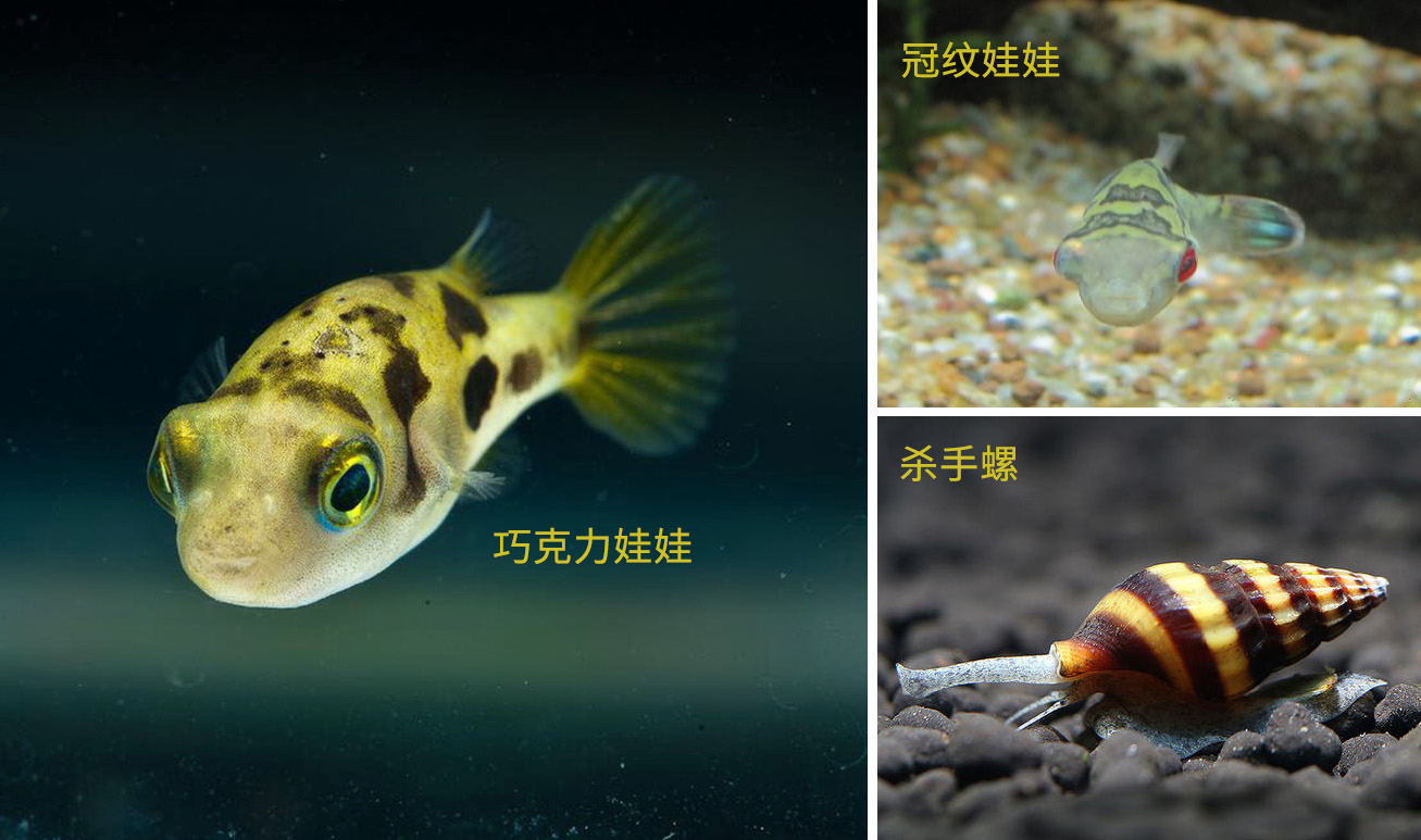 怎么清除鱼缸里的囊螺,清除鱼缸扁螺好方法