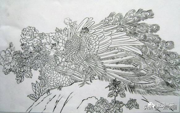 工笔国画孔雀画高清大图,工笔孔雀的画法步骤