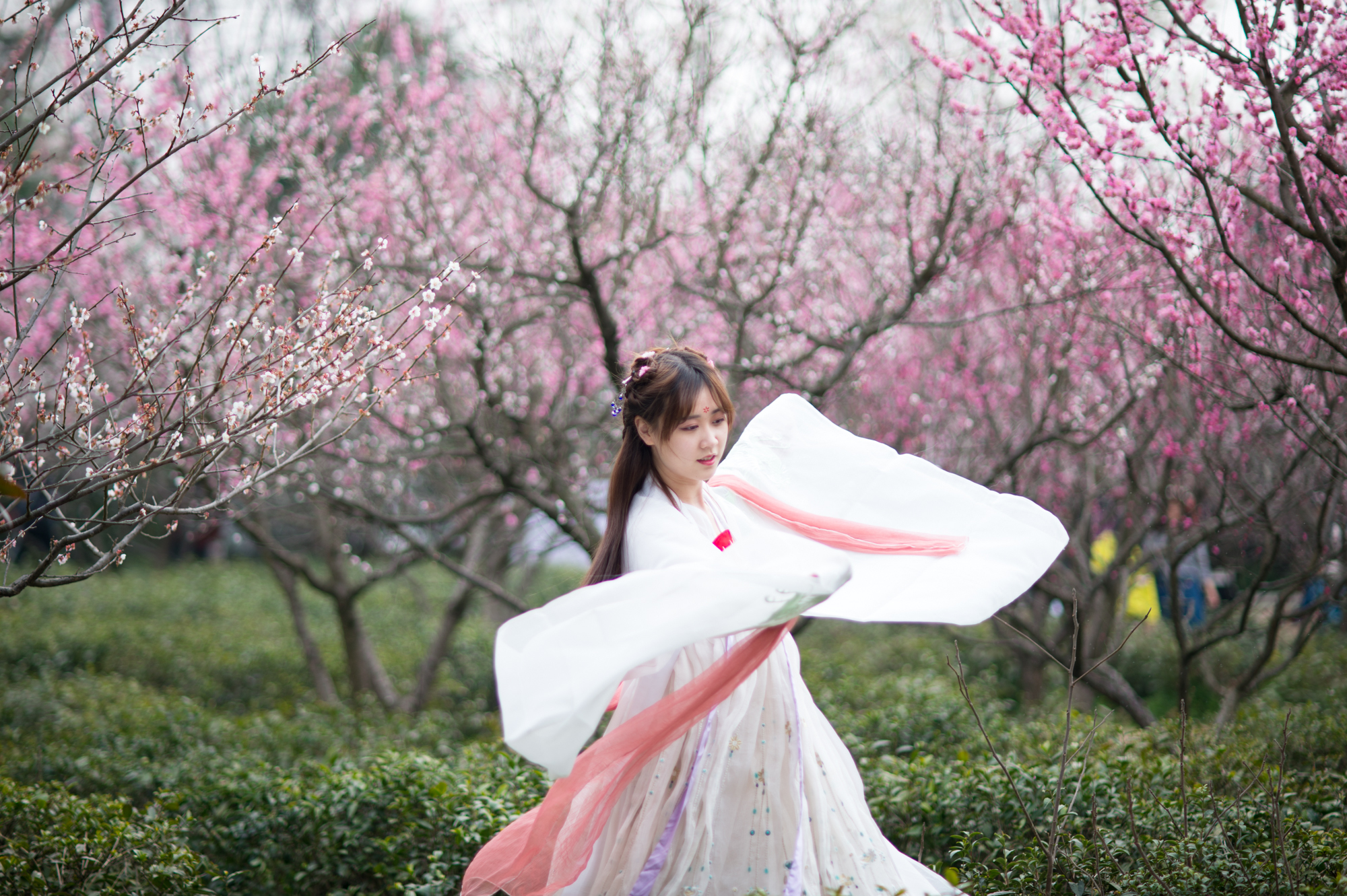 南京梅花山梅花盛开的视频,南京拍梅花最好的地方在哪里