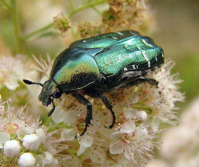 金龟子咬植物,金龟子幼虫蛴螬要不要去除