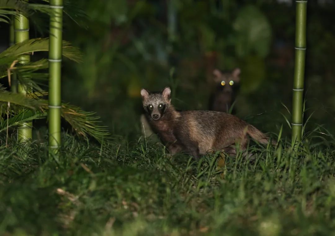野生动物之奇幻旅游,与野生动物近距离接触的惊险之旅