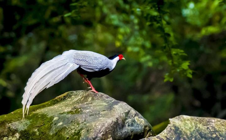 在山上捡的野山鸡,发现野生山鸡