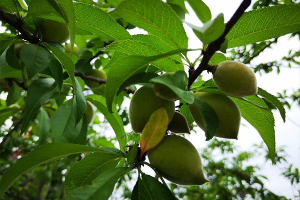 桃树成僵尸果怎么处理,桃树怎么管理才没有僵果