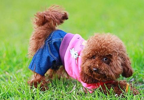 泰迪犬的优点和缺点分别是什么,泰迪犬好养吗都该注意什么