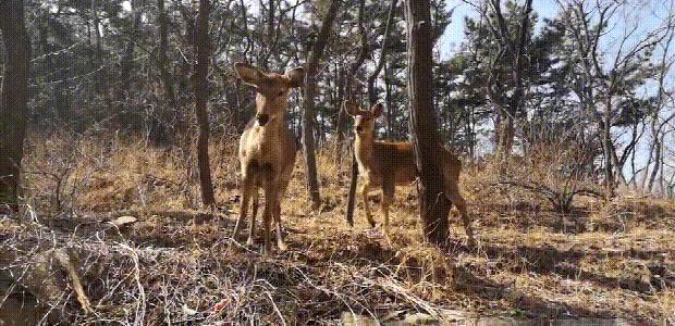 上山途中偶遇迷路野生小鹿,陕西一男子偶遇两只野生小鹿