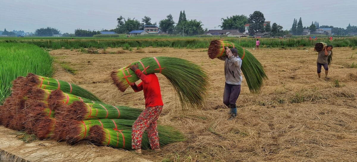 蔺草,你可能没听说过但多半用过,没有蔺草的夏天很难熬