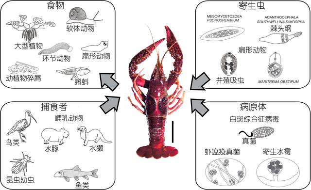 虾说,这是一篇让你不仅会吃,还会认……一文解决“虾”认识