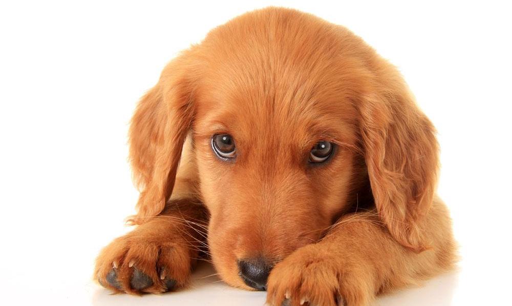 家里狗掉毛难闻是什么病,狗狗身体发臭什么原因