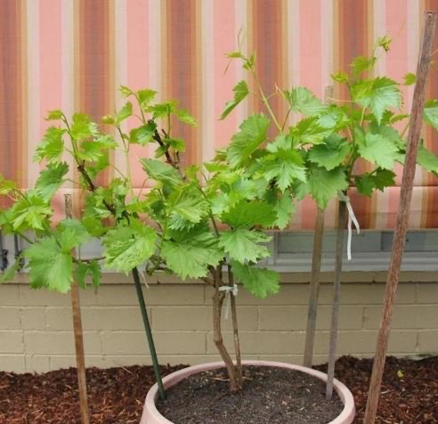 盆栽葡萄如何扦插,盆栽葡萄剪枝最好的方法