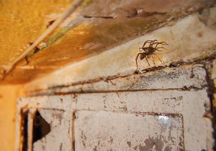 家里出现大蜘蛛是什么蜘蛛,家里来了个大蜘蛛打死了预示什么