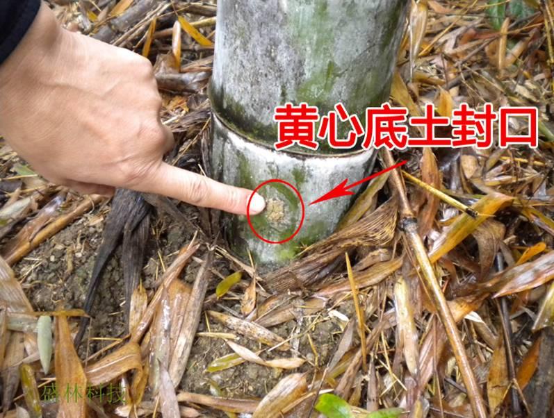 如何提高冬笋产量？做好以下四点十二个细节，增产提效益