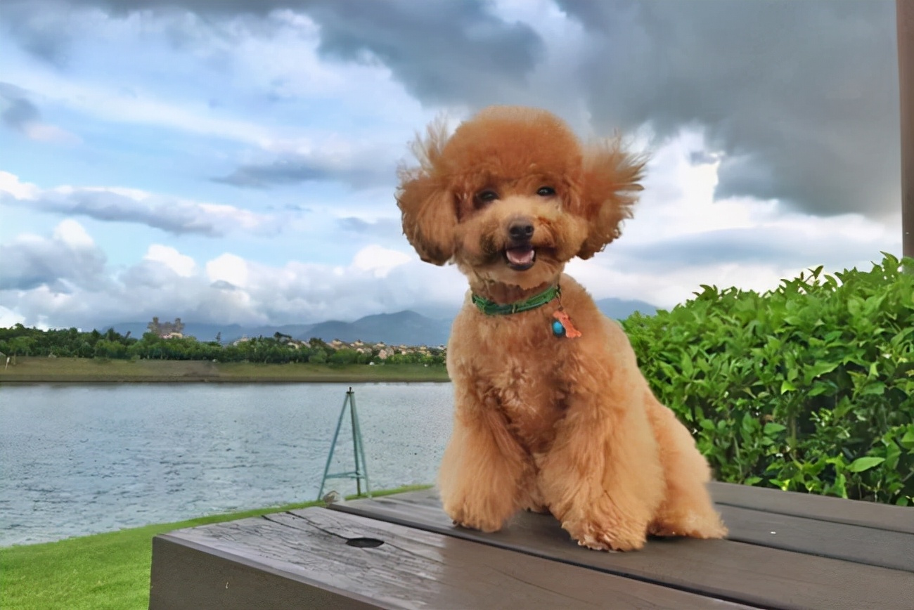贵宾犬红色泪痕什么原因,贵宾犬为什么会软便带血