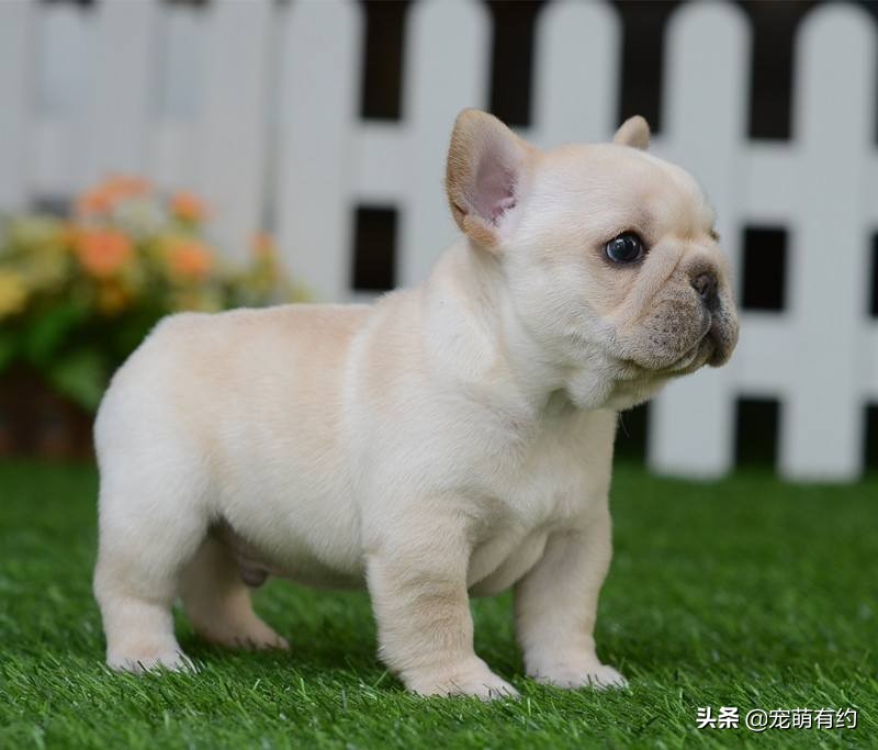 法国斗牛犬如何选择,法国斗牛犬的基本知识