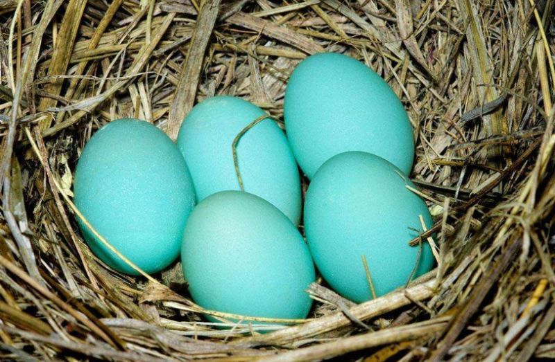 蒂芙尼蓝真的是太漂亮了,蒂芙尼蓝给人的感觉