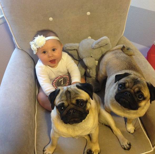 想要养狗,十大不建议穷人养的狗小鹿犬